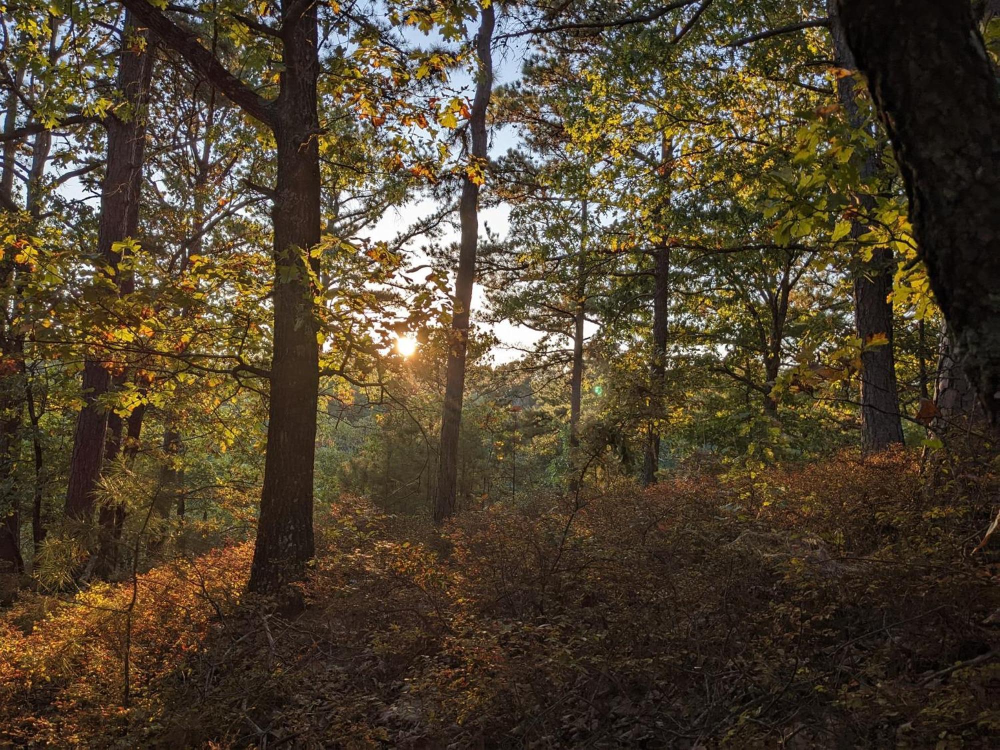 Loblolly Pines #3 Adventure Aframe Villa Eureka Springs Dış mekan fotoğraf